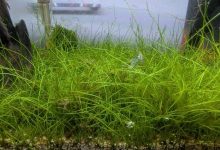 Dwarf Hairgrass