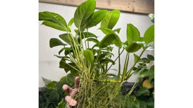 Anubias Nana