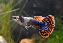Dumbo Ear Guppy