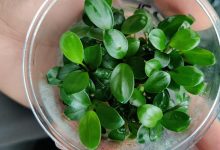 Anubias Nana