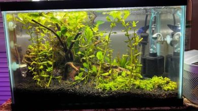 Aquarium Filter for Small Tanks