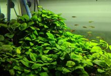 Anubias Nana Petite